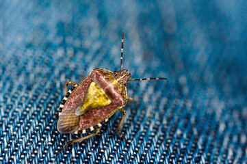 Wanze Hemiptera Heteroptera
