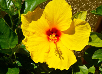 Flor Awiwi