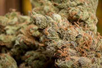 Macro cannabis shot