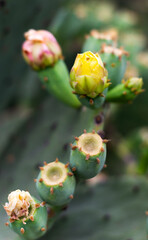 prickly pear cactus