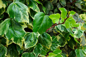 Hedera helix. Green living fence of evergreen variegated ivy.
