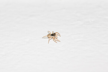 Jumping spider of the family Salticidae on the balcony of a house in macro	