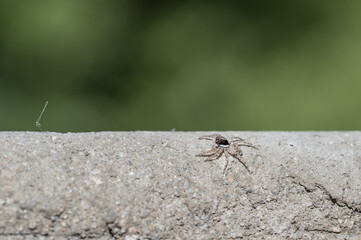 Jumping spider of the family Salticidae on the balcony of a house in macro	