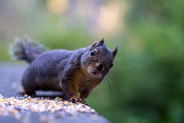 Close up of a curious  squirrel 
