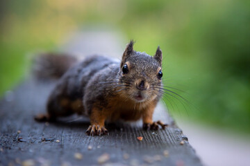 Close up of a curious  squirrel 