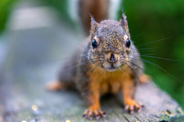 Close up of a curious  squirrel 