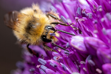 Close up of a Bee on a purple Flower