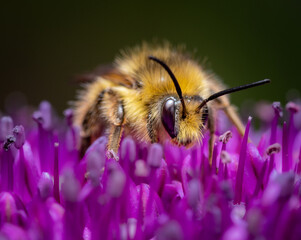 Close up of a Bee on a purple Flower