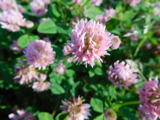 pink clover flower close-up on a blurred background