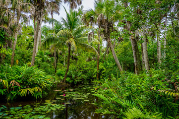 Obraz na płótnie Canvas Florida Pond 1