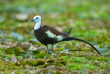 Pheasant-tailed Jacana, they have elongated toes and nails that enable them to walk on floating vegetation in shallow lakes, their preferred habitat,queen of water bird