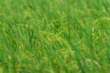 Closeup green rice fields in the rainy season