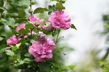 Rose of Sharon (Hibiscus syriacus) is a Malvaceae deciduous tree with beautiful white and pink flowers that bloom from August to September.