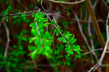 green leaves in the rain