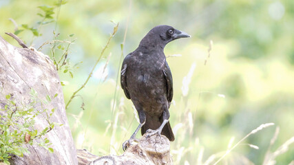 Crow perched on a log