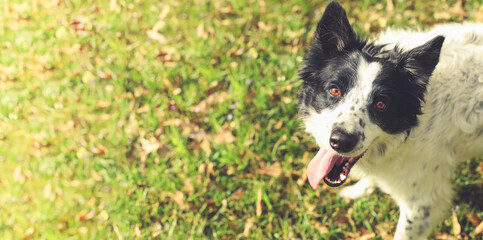 Black and white border collie dog outside panting and looking at the camera