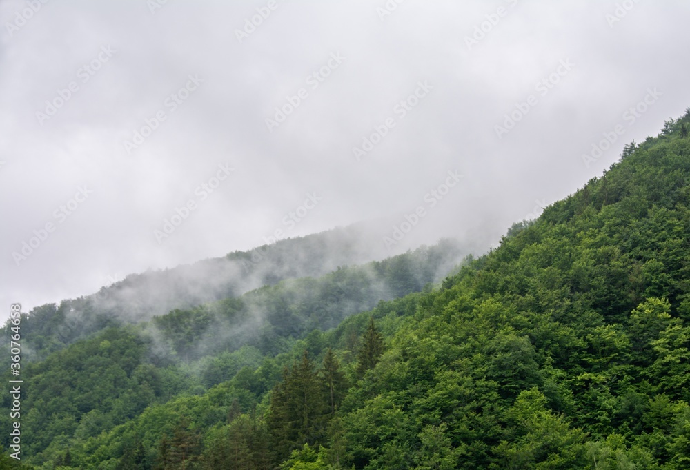 Sticker amazing shot of a dense forest in a mountain landscape