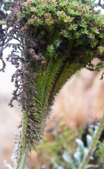 close up fern