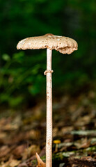 mushroom in the forest