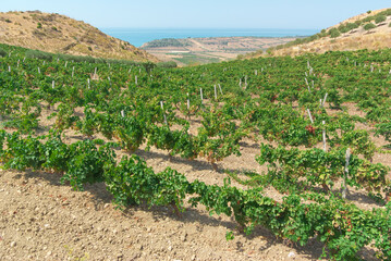 Fototapeta na wymiar Vineyard On The Sea Of A Scenic Hill Countryside Of Sicily In Summer
