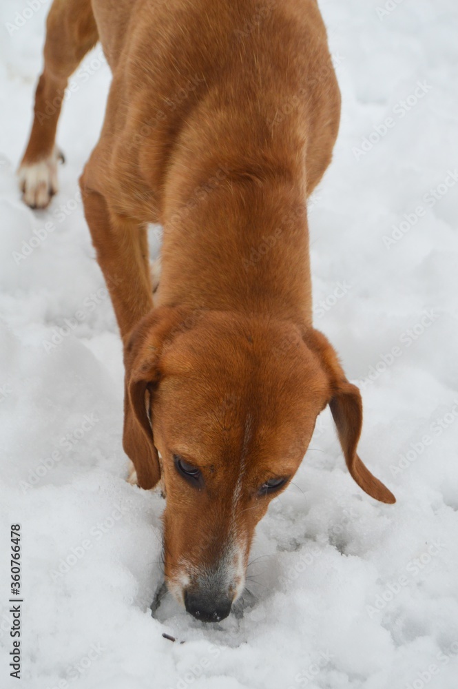 Wall mural american brown beagle dog in the snow at winter