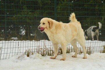 Beautiful white retriever playing in an animal shelter cage at winter