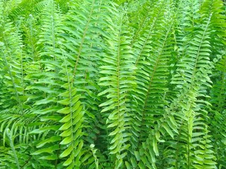 green fern leaves