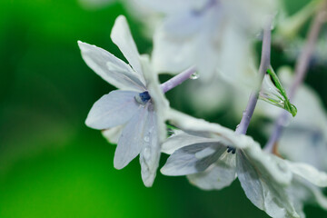雨に濡れた額紫陽花の白い装飾花