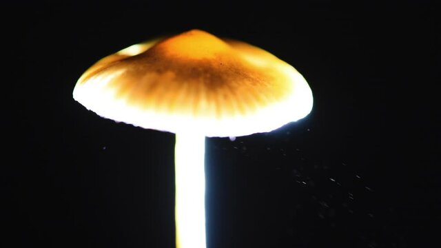 Slightly angled detail shot of the cap of a Psilocybe cyanescens mushroom releasing spores