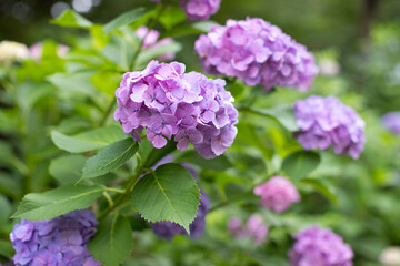 公園に咲くあじさい