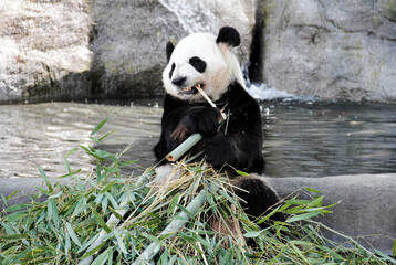 mama panda eating bamboo wide shot