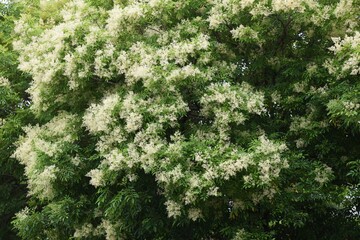 Fraxinus griffithii is an Oleaceae evergreen tree that produces many small white flowers from May...