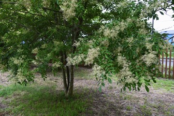 Fraxinus griffithii is an Oleaceae evergreen tree that produces many small white flowers from May to June.