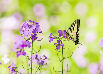 butterfly and flowers