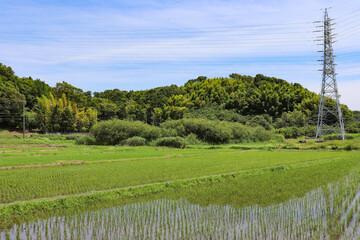 Obraz premium 引地川周辺の田園風景（神奈川県藤沢市）