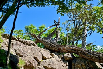 青空バックに大蛇嵓で見た倒木と新緑のコラボ情景＠大台ヶ原山、奈良