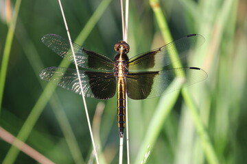 Black and translucent dragonfly