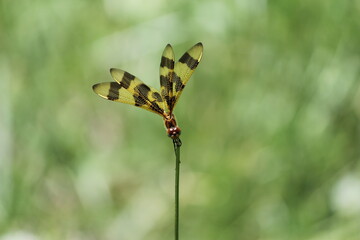 Closeup of a beautiful dragonfly resting