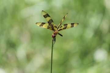 Yellow and black dragonfly