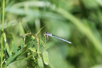 Damselfly resting on a plant in springtime