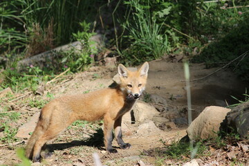 Fototapeta na wymiar Young red fox outside its den