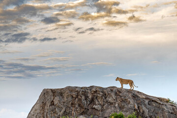 Leão Leoa em montanha com céu dramático da África. Serengeti National Park Quenia 