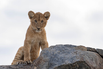 Filhotes de leão no parque do Serengeti no Quênia 