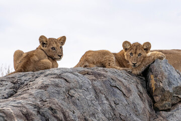 Filhotes de leão no parque do Serengeti no Quênia 