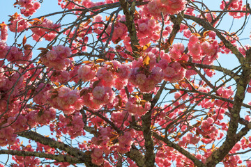 桜　素材