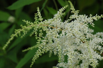 トリアシショウマ