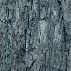 Closeup of old weather beaten tree bark texture background pattern