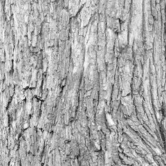 Closeup of old weather beaten tree bark texture background pattern grey, monochrome, black and white, black, white