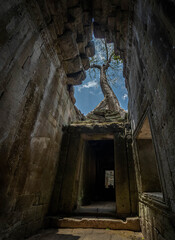 Árvore nascendo no topo das ruínas de tempo no Cambodia. Arvore vista pelo meio das ruínas no teto do prédio