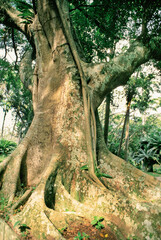 The Fig tree, Ficus carica, in the Tijuca Forest, in Rio de Janeiro City.